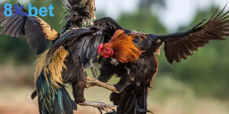 Có nhiều thể loại đá gà đa dạng cho anh em lựa chọn