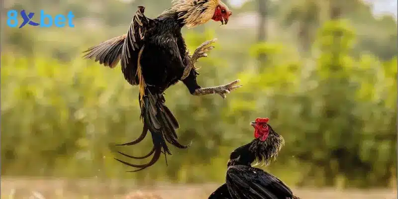 những trường hợp có thể khiến trận đá gà cựa dao kết thúc